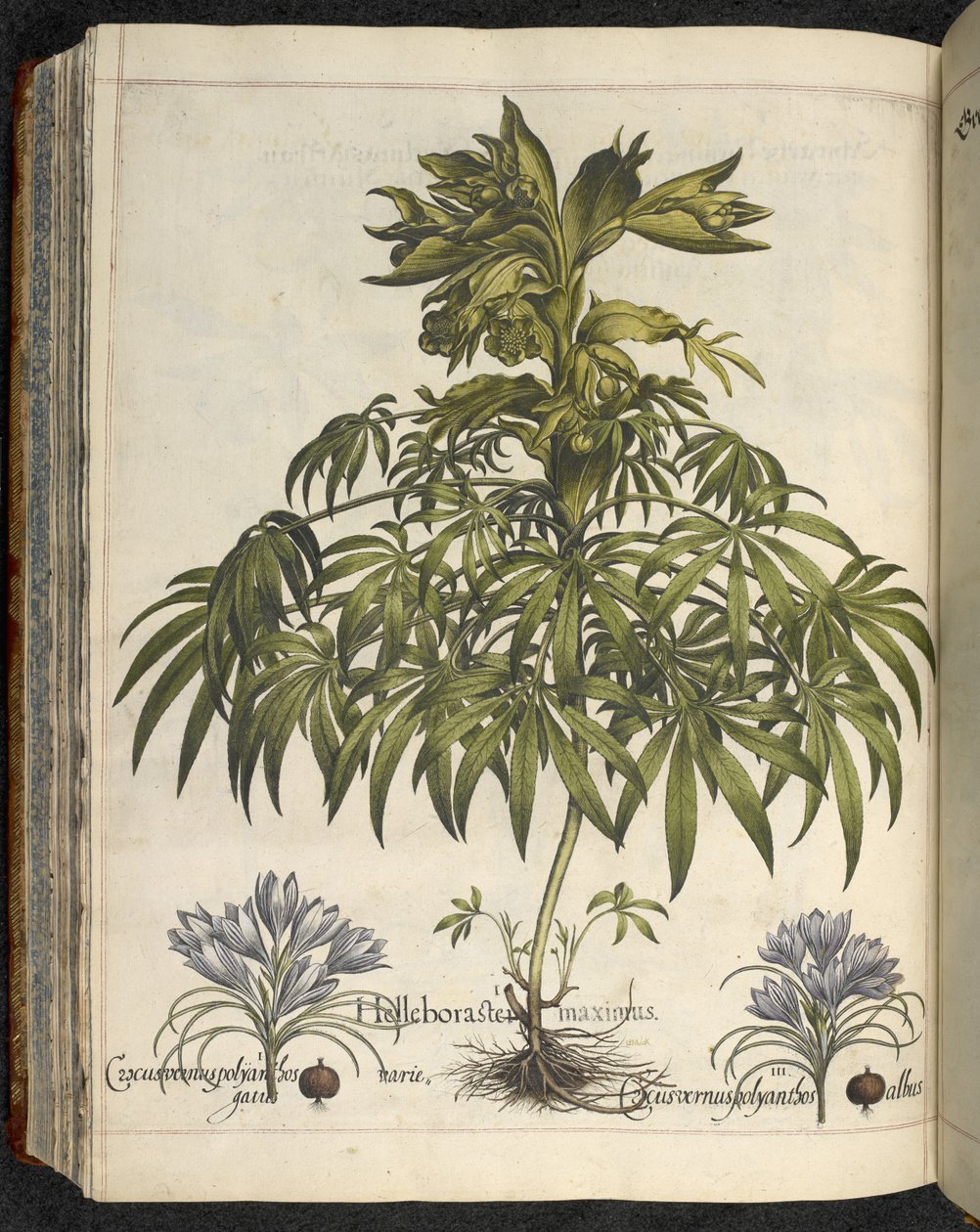 Helleborus, Illustration fra 