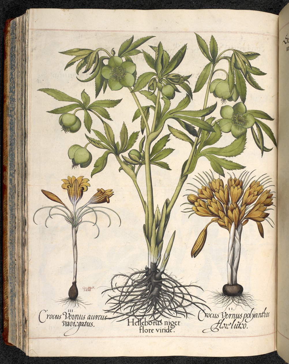 Helleborus niger, Crocus vernus, fra Hortus Eystettensis, af Basilius Besler af Basilius Besler