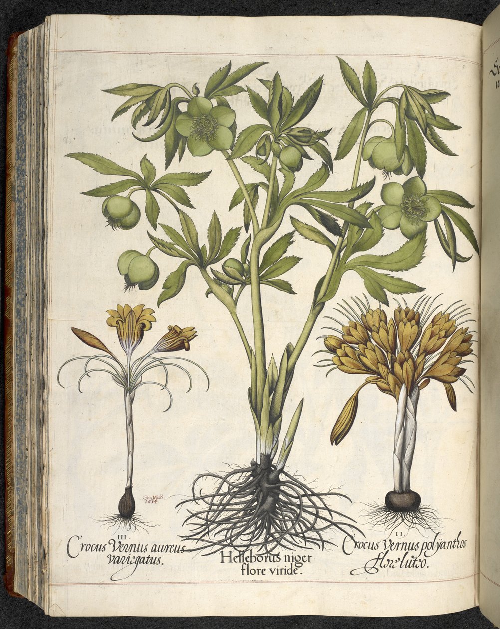 Helleborus niger, Illustration fra 