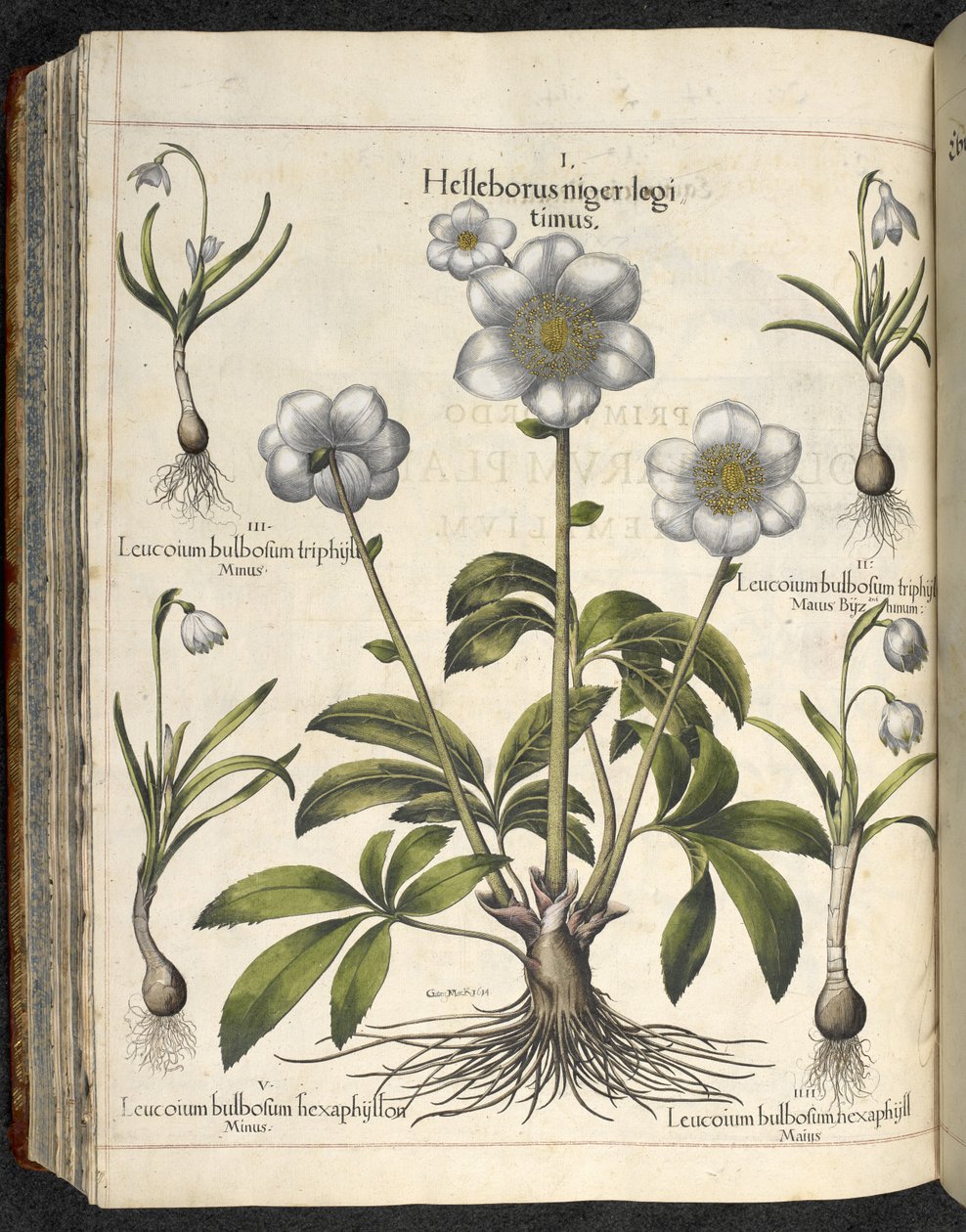 Helleborus niger, Illustration fra 