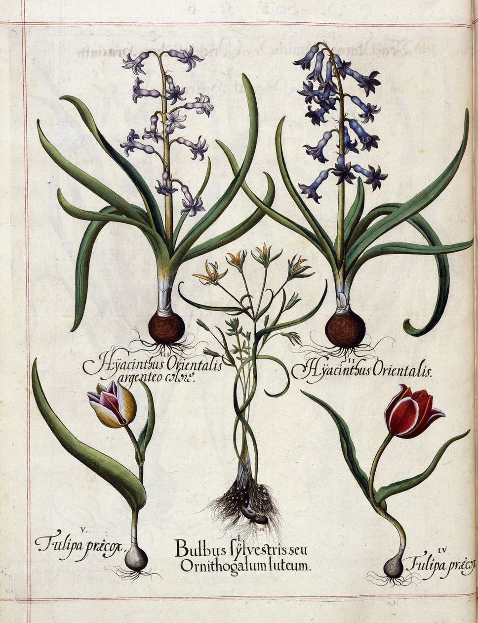 Hyacint og tulipan, fra 