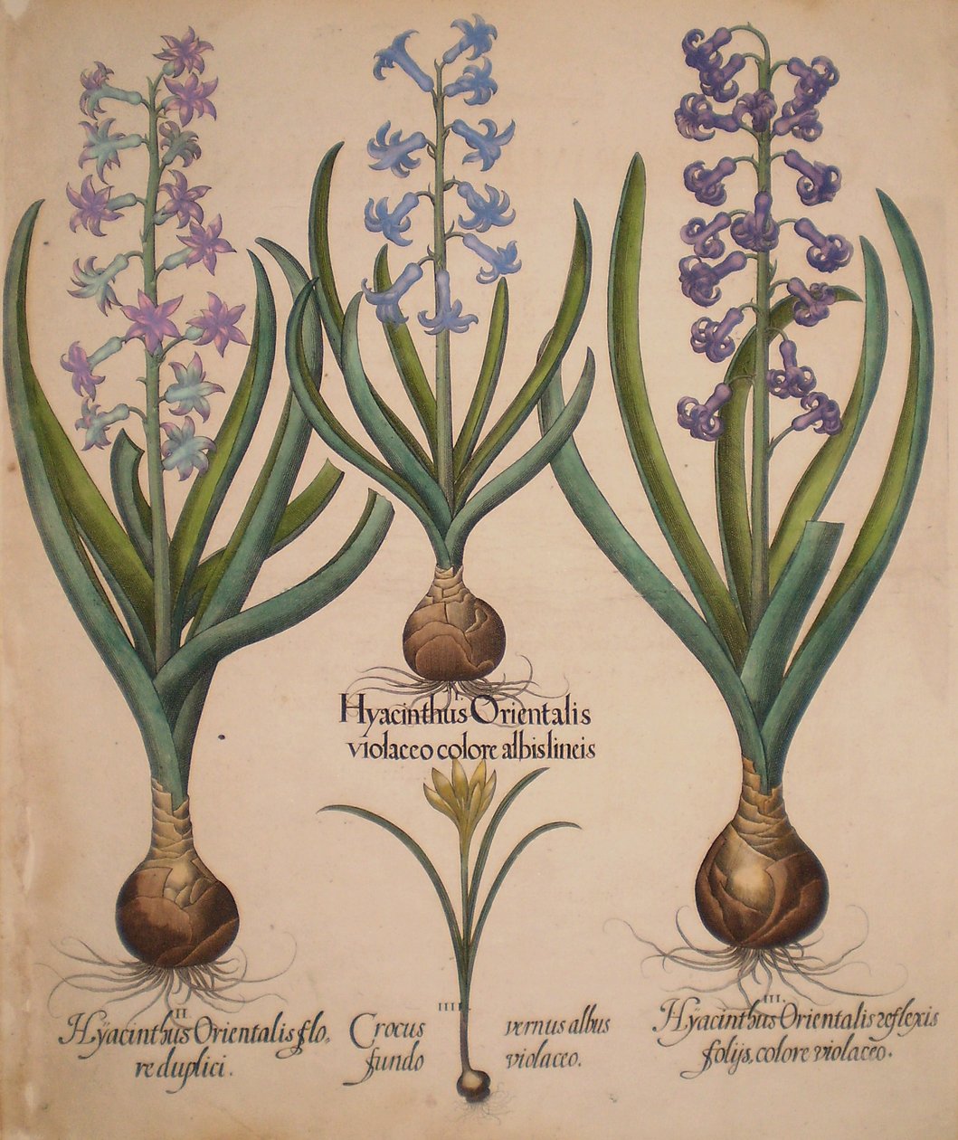 Hyacinthus orientalis floreduplici-Hyacinthus orientalis violaceo albislienis-Crocus vernus albus fundo violaceo-Hyacinthus orientalis reflexis folys colore violaceo af Basilius Besler