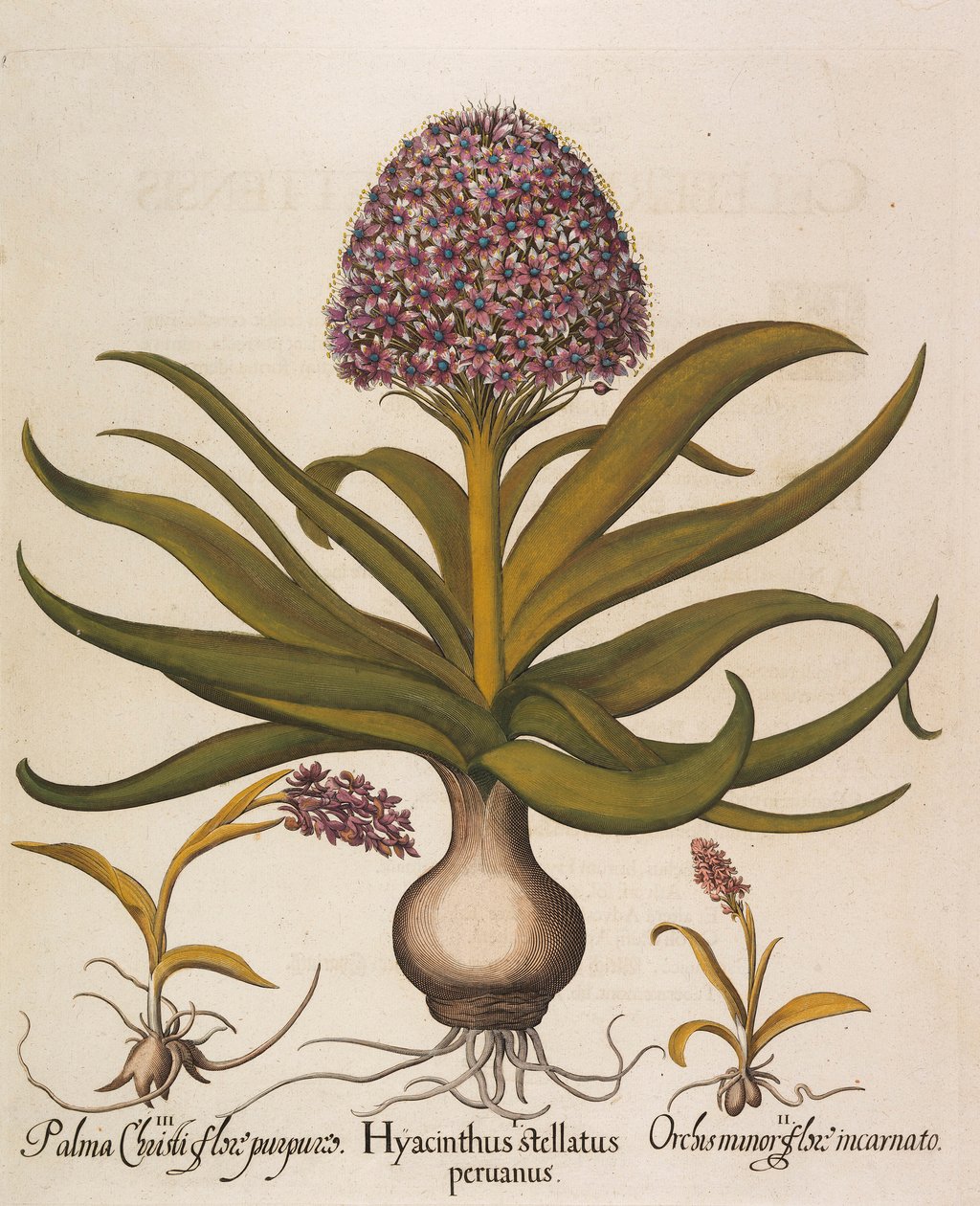Hyacinthus stellatus, 1613 af Basilius Besler