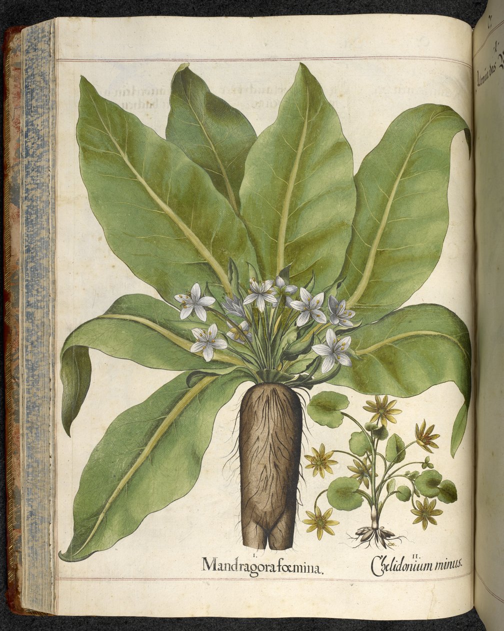 Mandrake Mandragora femina, illustration fra 
