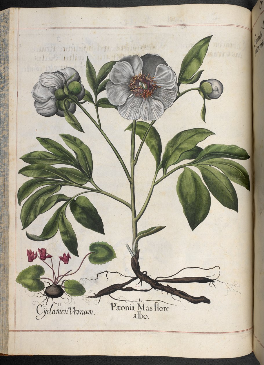 Tavle 106: Cyclamen Vernum, Paonia Mas flore albo, fra Hortus Eystettensis, af Basilius Besler af Basilius Besler
