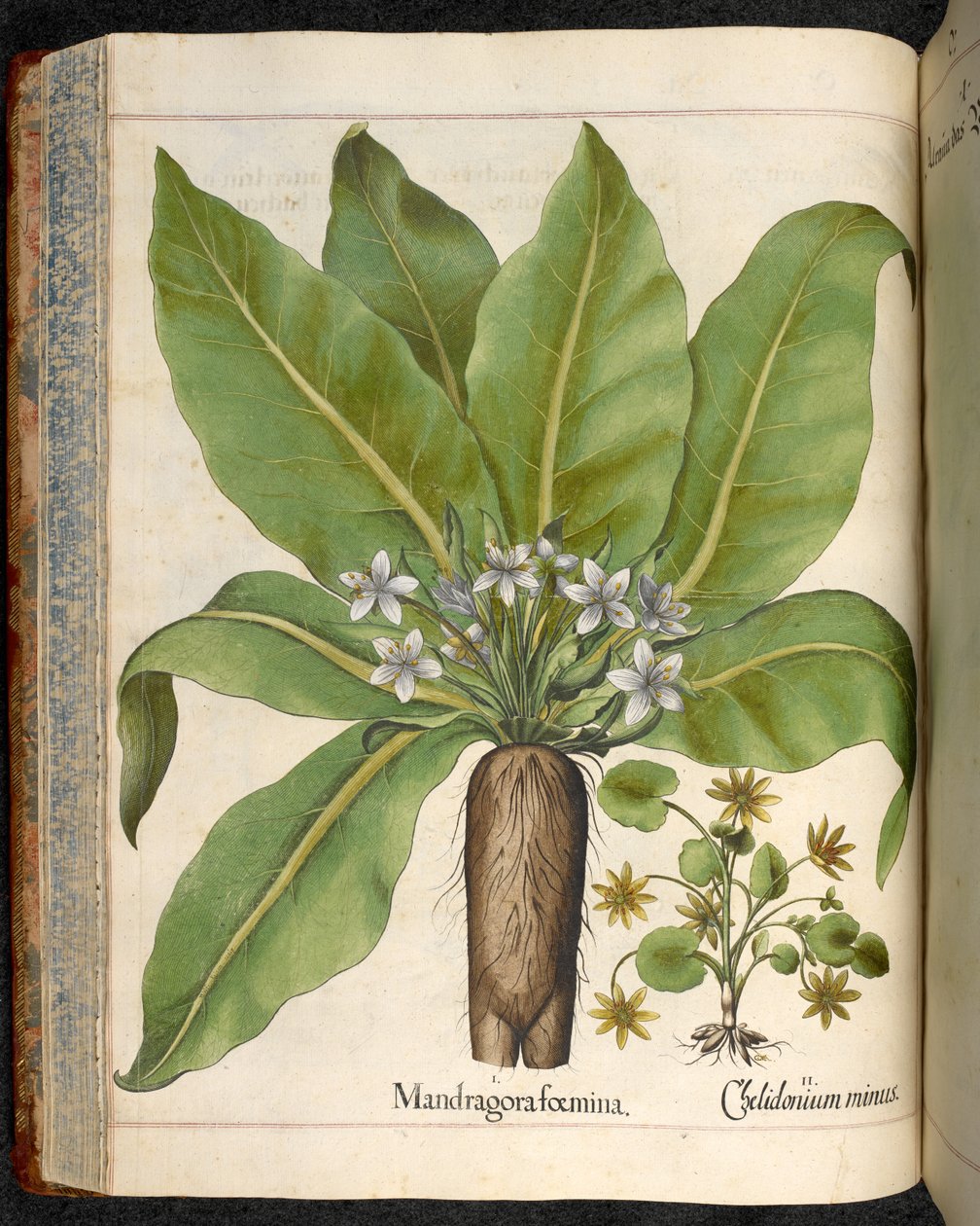 Tavle 29: Mandragora femina (Mandrake), fra Hortus Eystettensis, af Basilius Besler af Basilius Besler