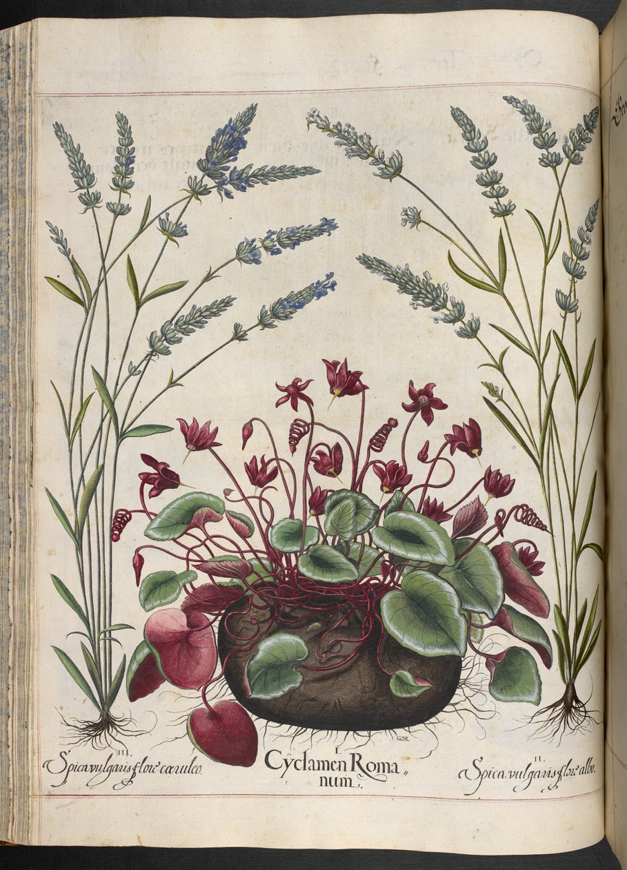 Tavle 347: Cyclamen Romanum, fra Hortus Eystettensis, af Basilius Besler af Basilius Besler