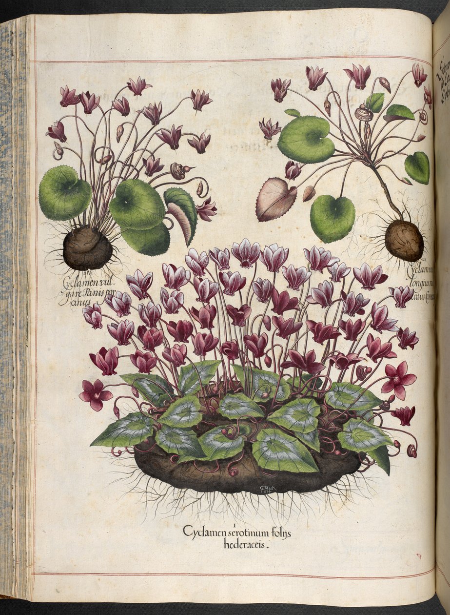 Tallerken 348: Cyclamen.  Eystettens have, ...  Basil Besler  1613 af Basilius Besler