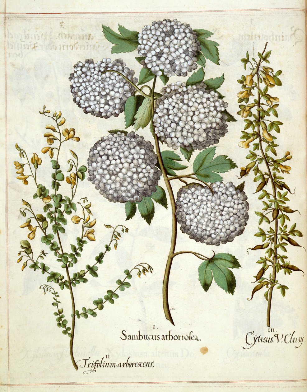 Ældste, Trillium og Cytisus, fra Hortus Eystettensis af Basilius Besler