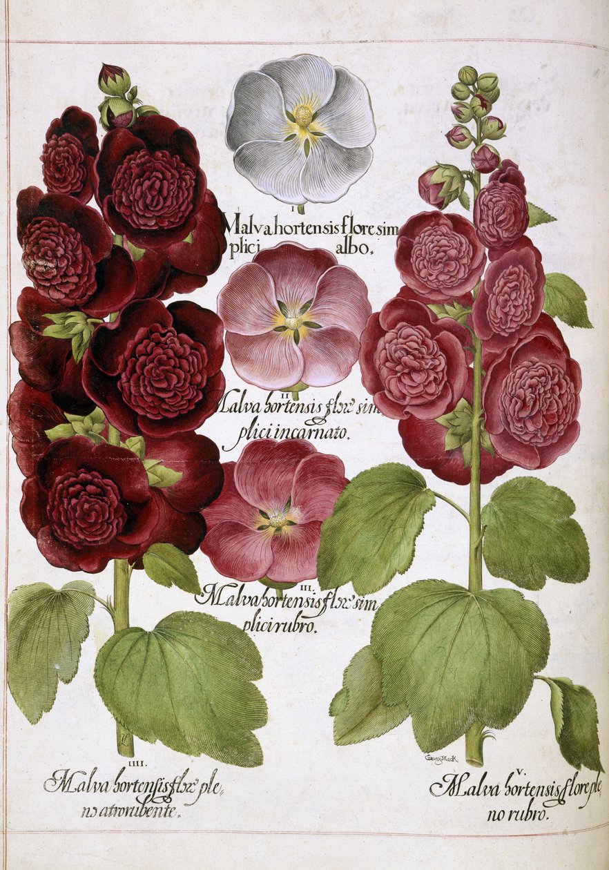 Tre planter af Basilius Besler