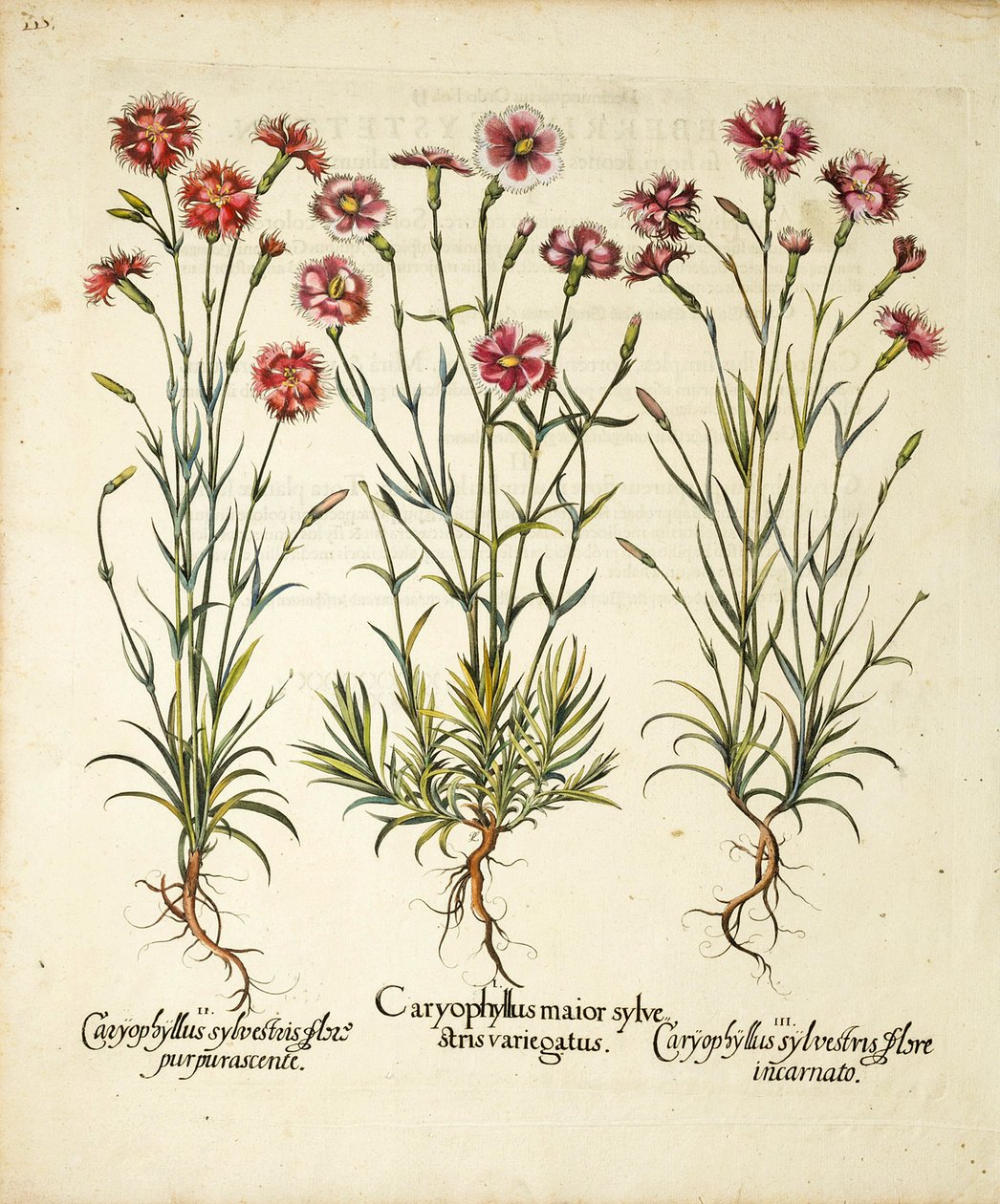 Varieteter af Caryophyllus Sylvestris offentliggjort i Hortus Eystettensis, 1613 af Basilius Besler