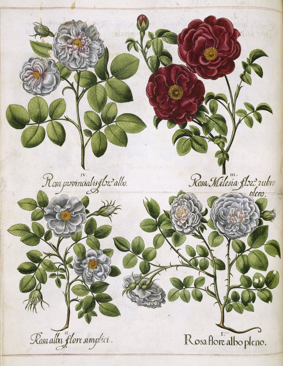 Hvid og rød rose, fra 