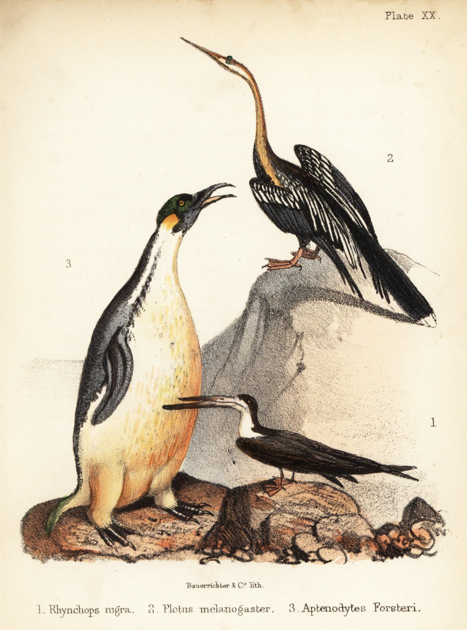 Sort skimmer, orientalsk darter og kejserpingvin. 1855 (litografi) af Bauerrichter