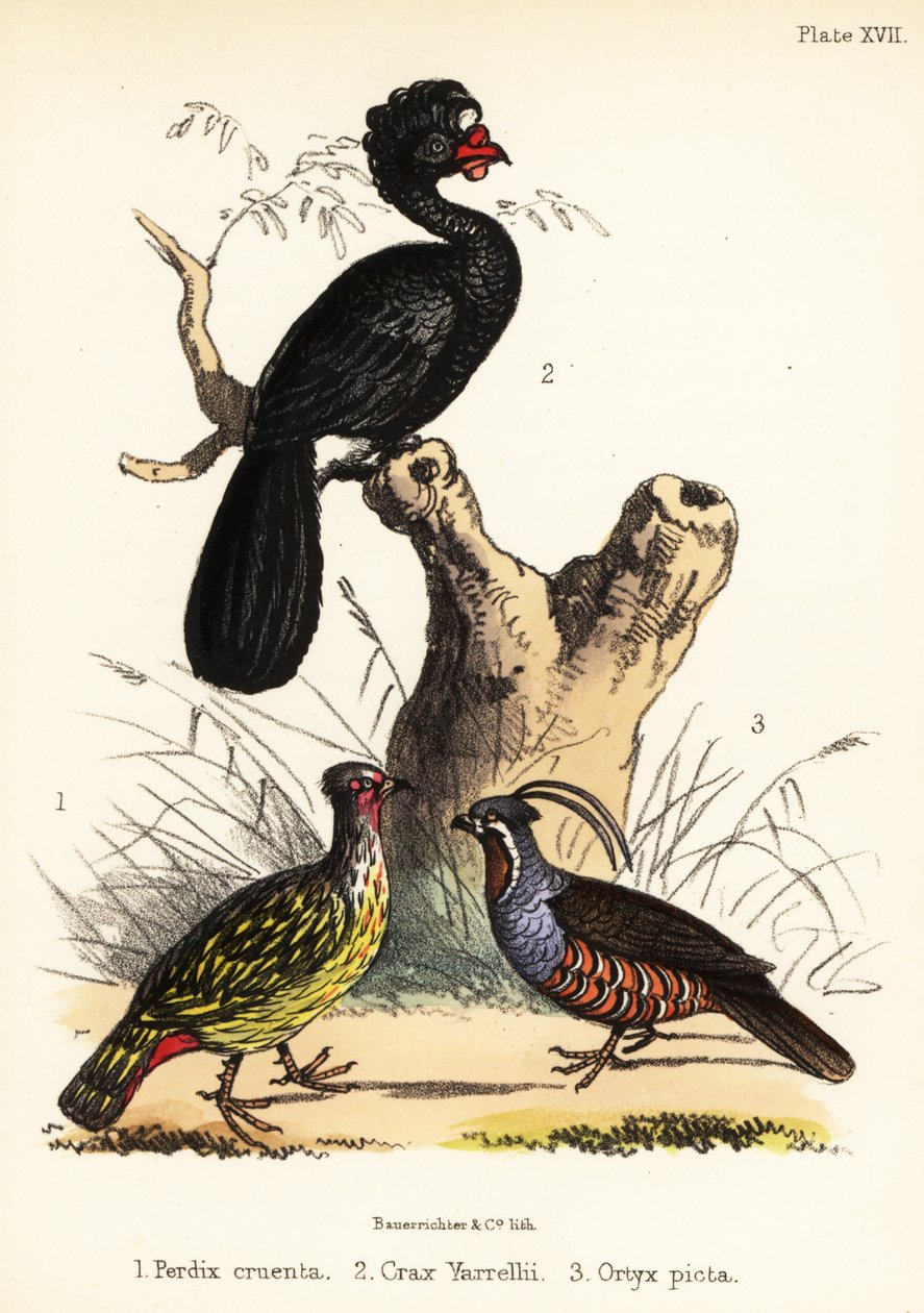 Blodfasan, krøllet curassow og bjergvagtler. 1855 (litografi) af Bauerrichter
