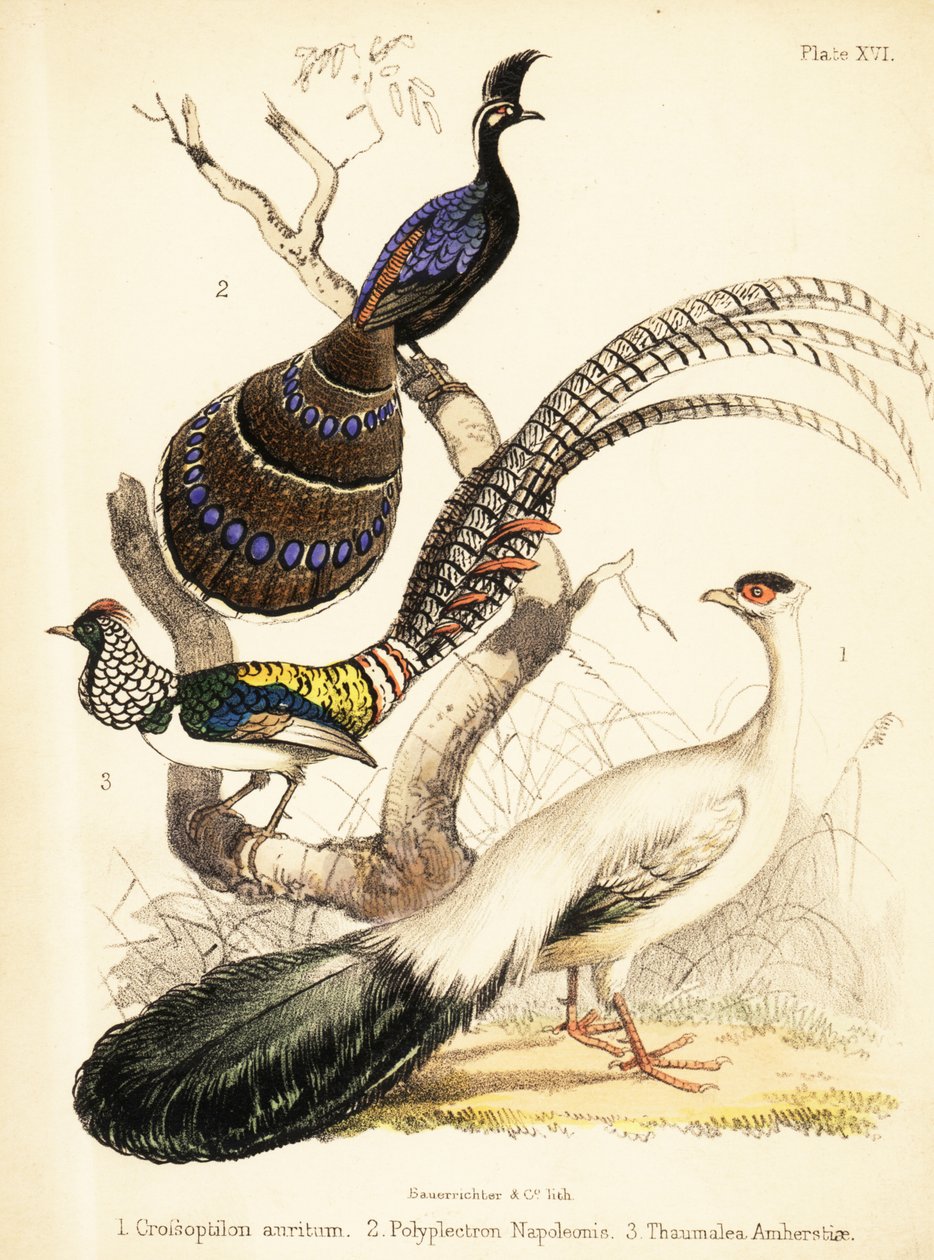 Blåøret fasan, Palawan-påfugl-fasan og Lady Amhersts 1855 (litografi) af Bauerrichter