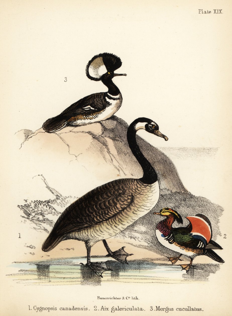 Canadagås, mandarinand og hættebåde. 1855 (litografi) af Bauerrichter