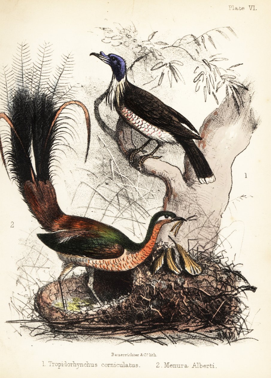 Friarbird og lirebird. 1855 (litografi) af Bauerrichter