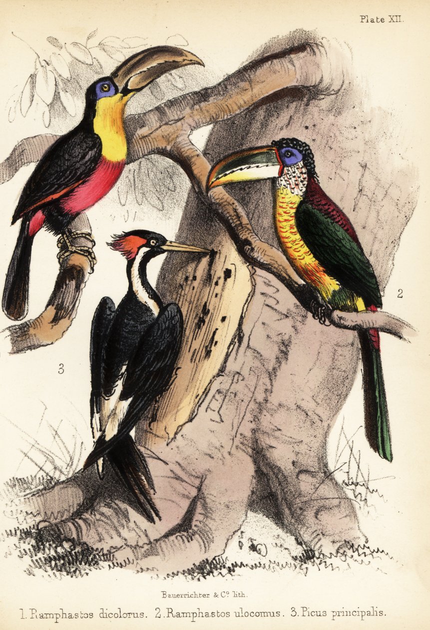Grønnæbbet tukan, krøllet aracari og elfenbensnæbbet træ 1855 (litografi) af Bauerrichter
