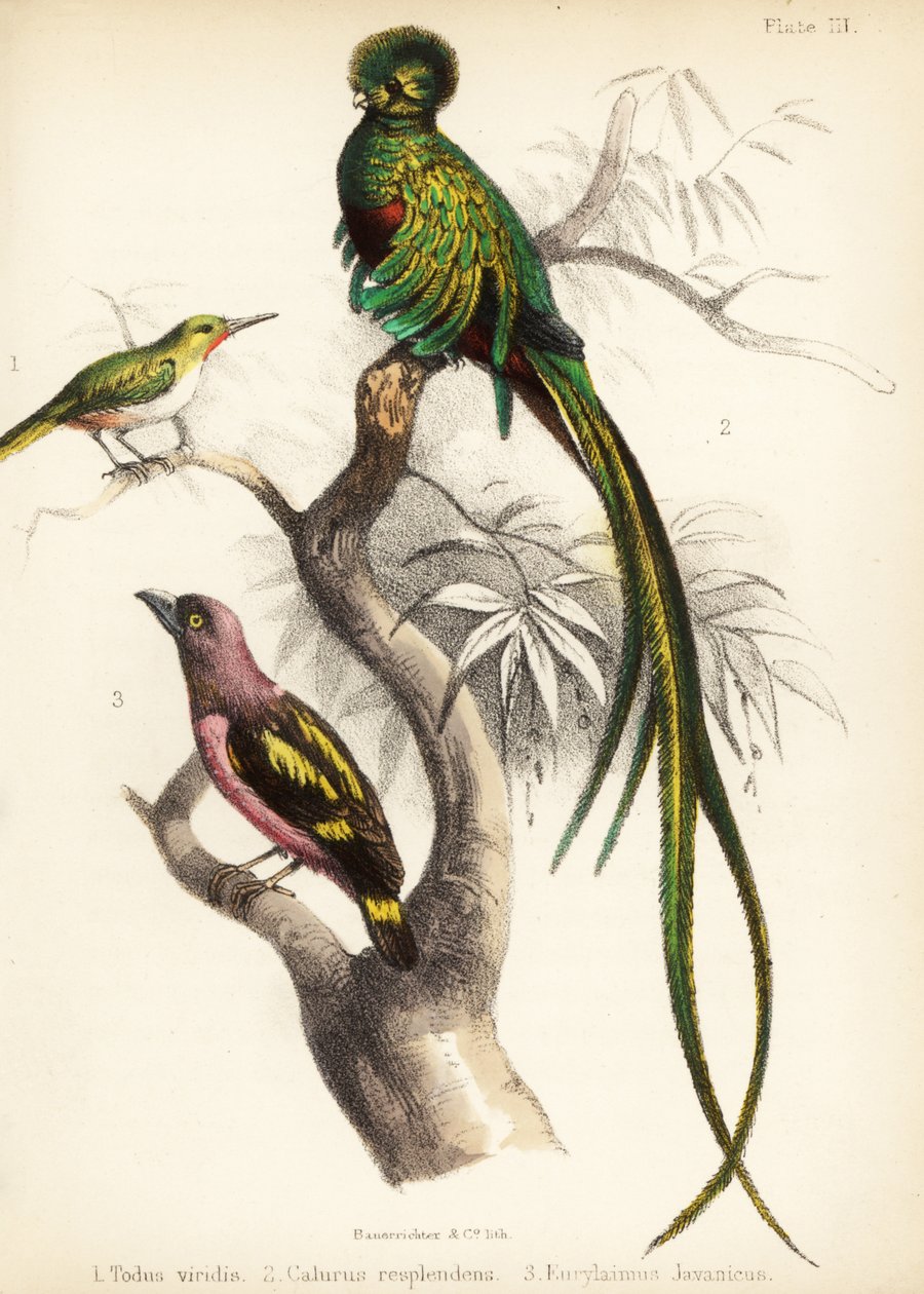 Jamaicansk tody, strålende quetzal og båndet brednæb. 1855 (litografi) af Bauerrichter