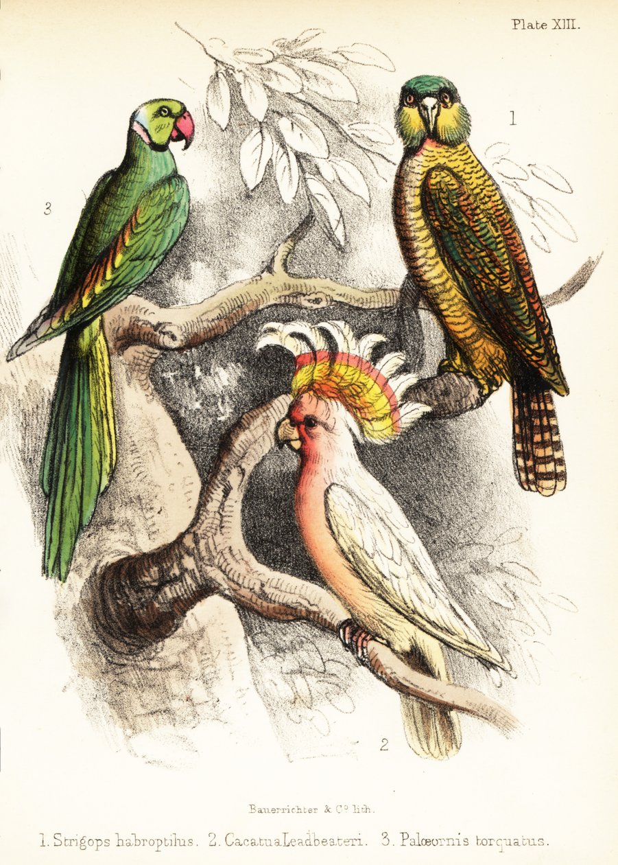 Kakapo, major Mitchells kakadue og Alexandrine-parakit. 1855 (litografi) af Bauerrichter