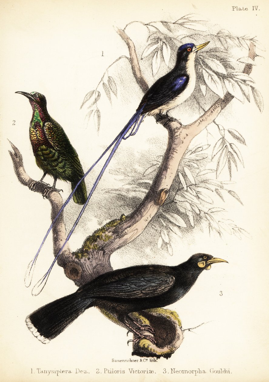 Paradis isfugl, Victorias riffelfugl og uddøde huia. 1855 (litografi) af Bauerrichter