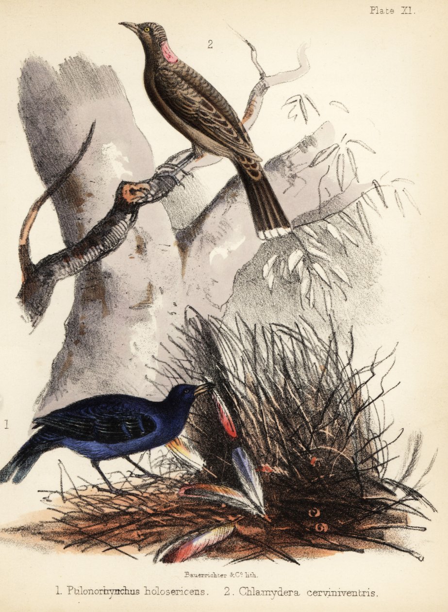 Satin og fawn-breasted bowerbirds. 1855 (litografi) af Bauerrichter