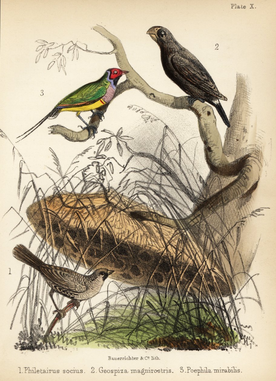 Selskabelig væver, stor jordfinke og Gouldian finke. 1855 (litografi) af Bauerrichter