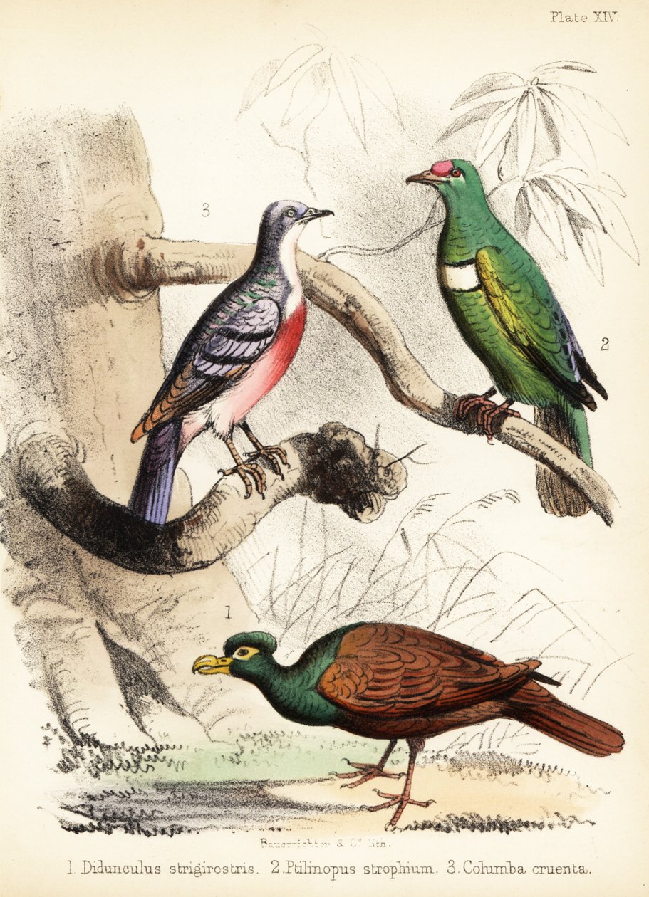 Tandnæbbet due, hvid-bibbed frugtdue og Luzon bleeding 1855 (litografi) af Bauerrichter