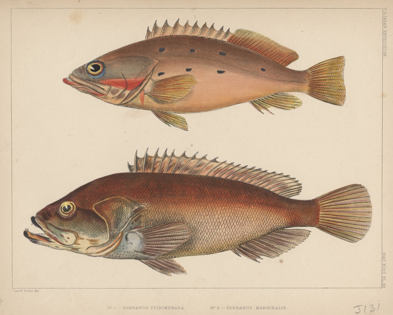 1. Serranus Tsirimenara, 2. Serranus Marginalis, 1855 af Bayard Taylor