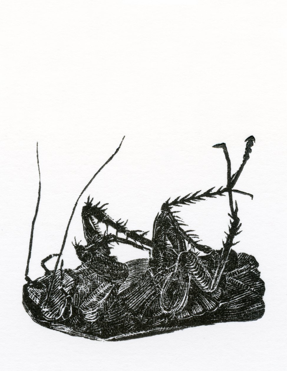 Dead Cockroach, 2014, (trægravering på papir) af Bella Larsson