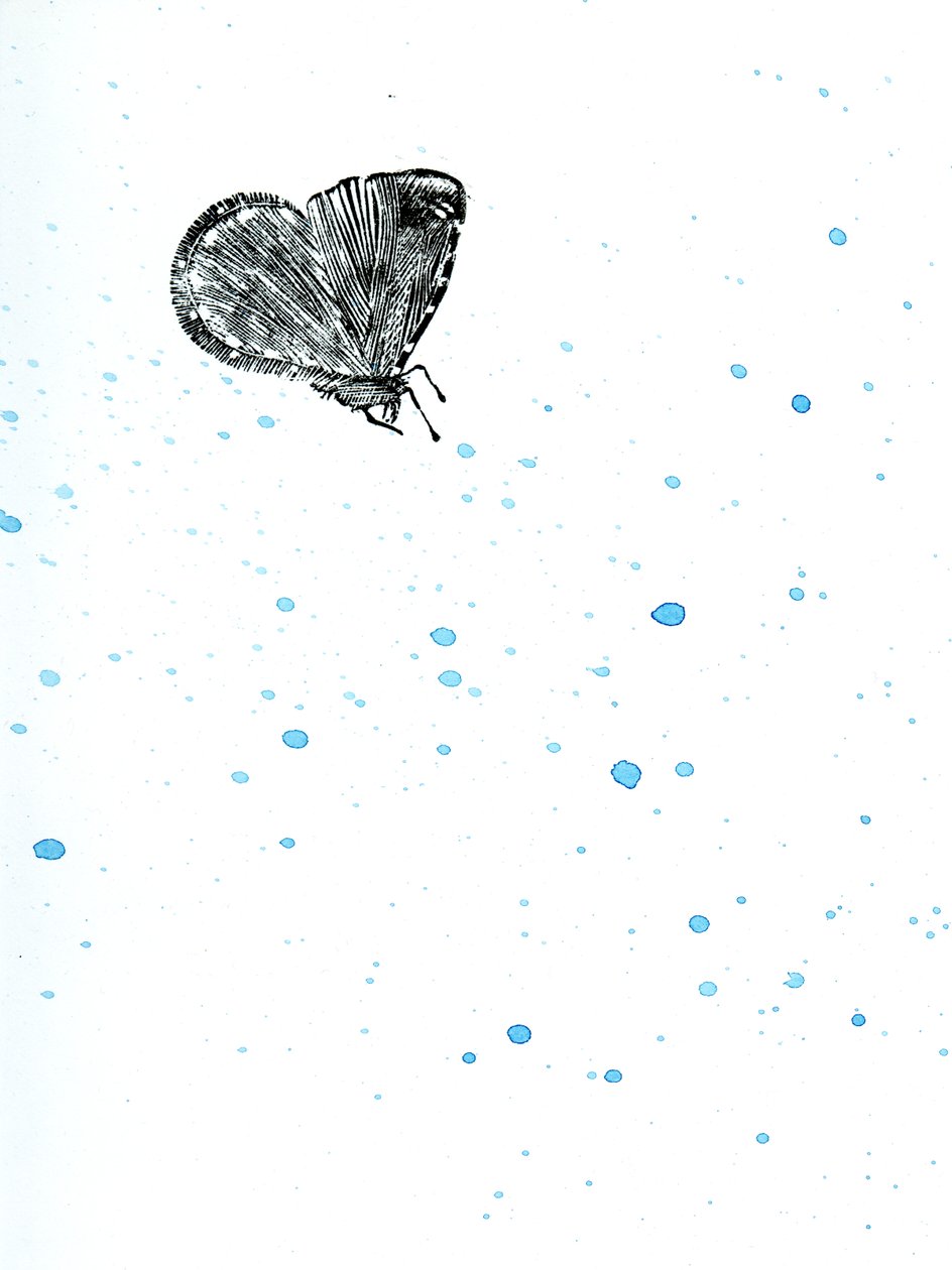 Moth {Fay-erie Dust}, 2014 (trægravering og akvarel på papir) af Bella Larsson