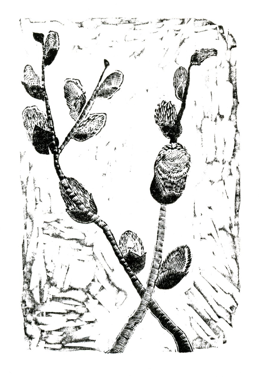 Sleeping Pussy Willow, 2014 (trægravering på papir) af Bella Larsson