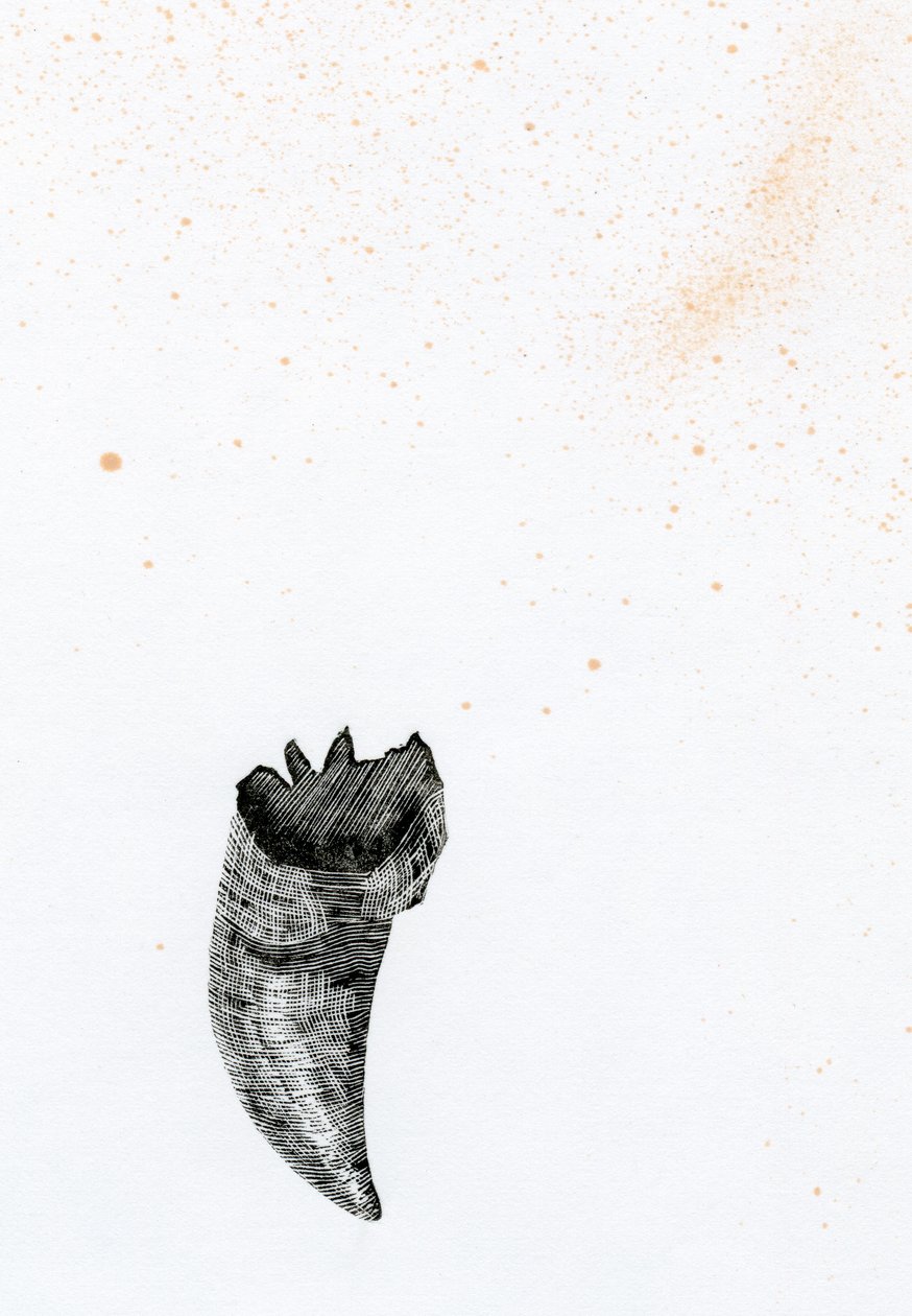 Tand {Fay-erie Dust}, 2014 (trægravering og blæk på papir) af Bella Larsson