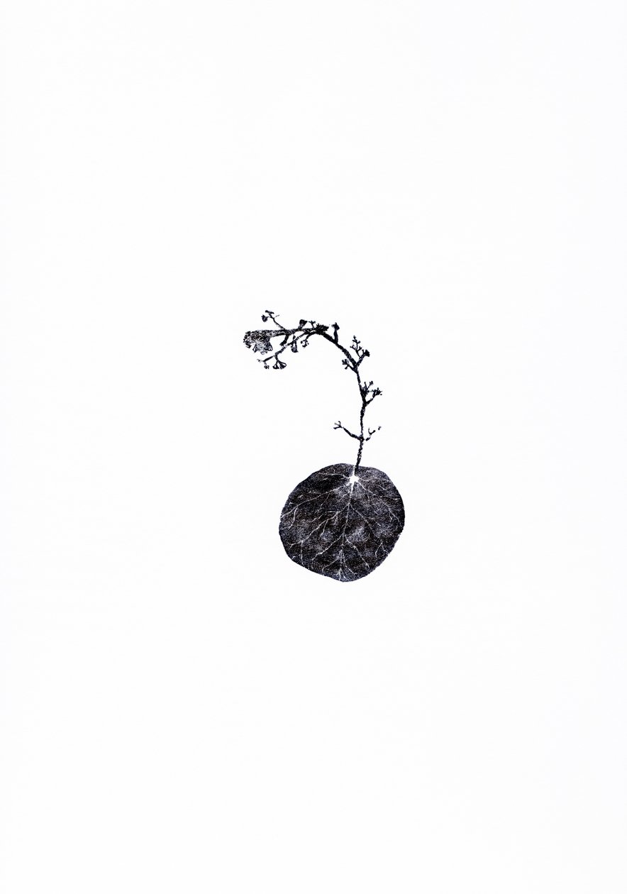 Tug, 2014 (trægravering på papir) af Bella Larsson