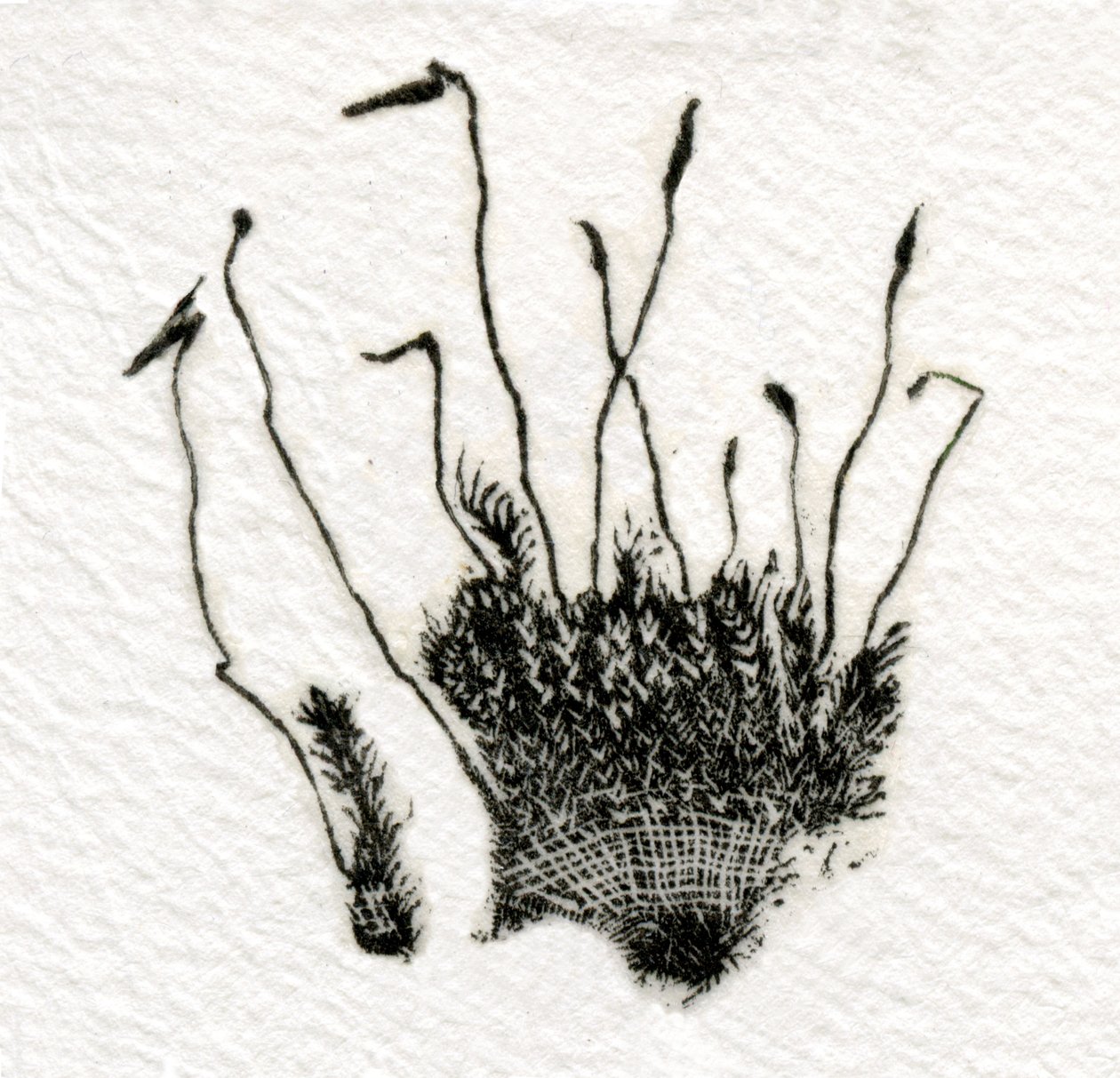Budding Moss, 2014, (trægravering på gampi) af Bella Larsson