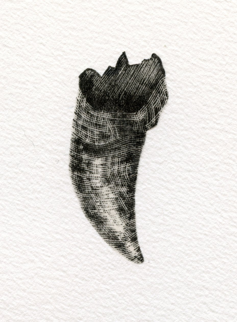 Feline Tooth, 2014, (trægravering på papir) af Bella Larsson