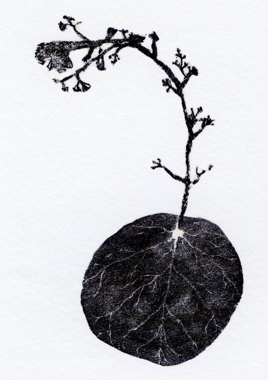 Lichen Leaf, 2014 (Trægravering, collage på papir) af Bella Larsson