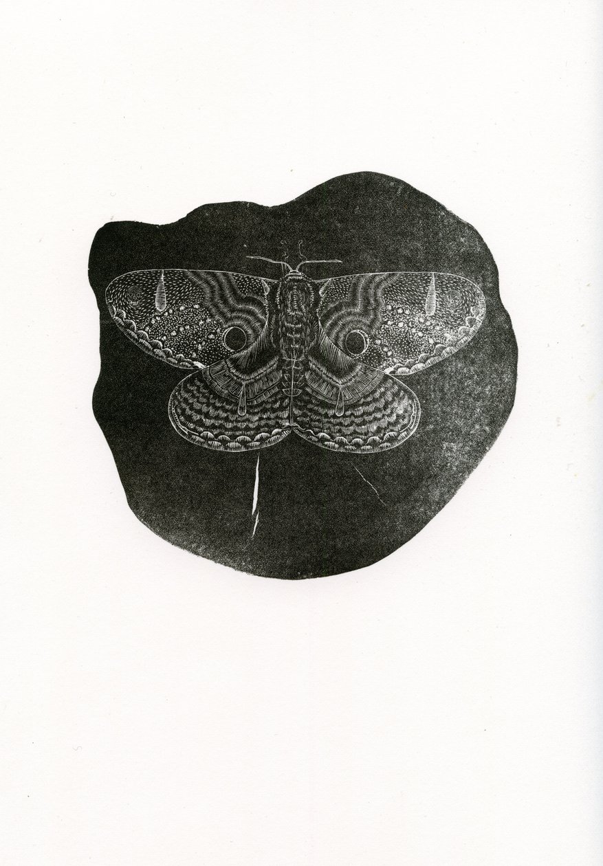 Night Butterfly, 2016, (trægravering på papir) af Bella Larsson