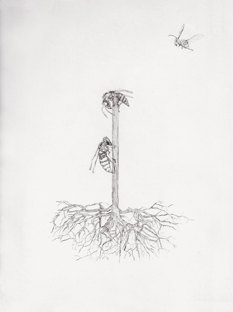 Wasp Tree, 2021 (koldnål og blyant på papir) af Bella Larsson