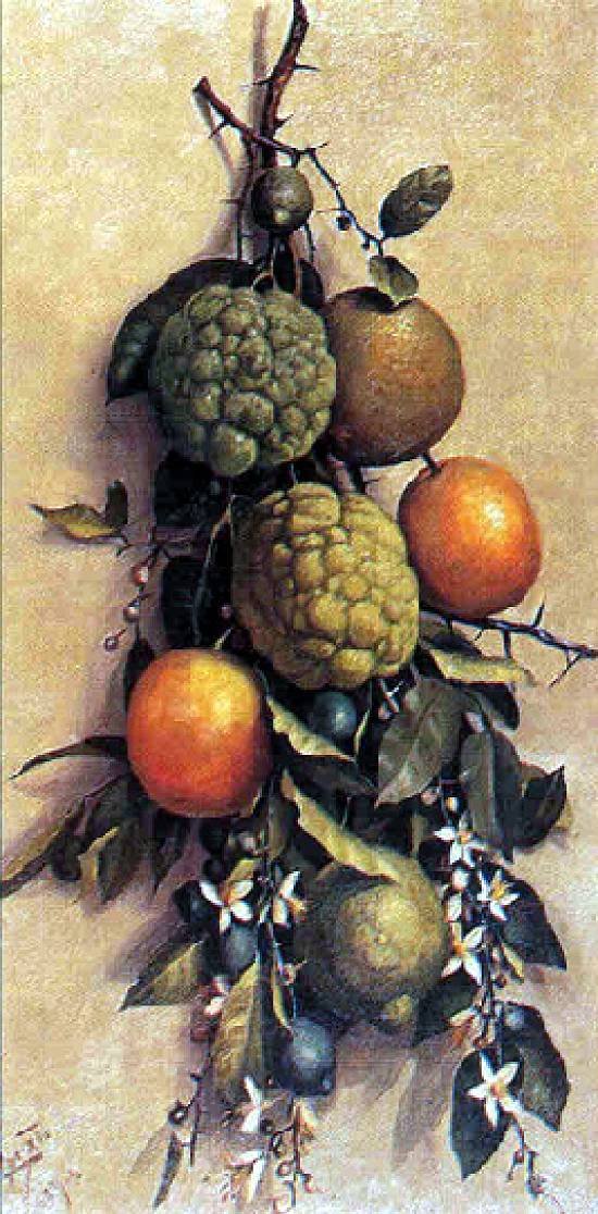  FruitnPortugues: frugter af Benedito Calixto