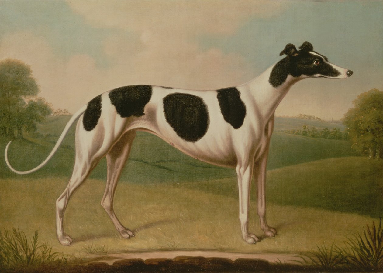Greyhound, 1800 af Benjamin Killingbeck