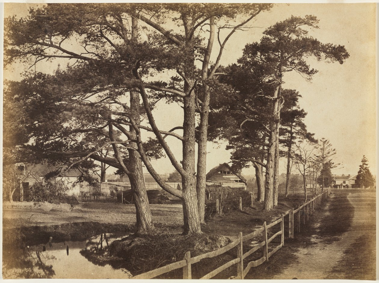 Scotch Firs, Hawkhurst af Benjamin Brecknell Turner