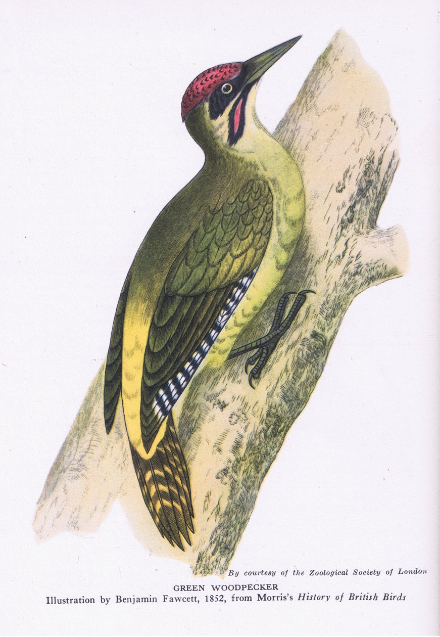 Green Woodpecker, Nature in Britain udgivet af Collins af Benjamin Fawcett