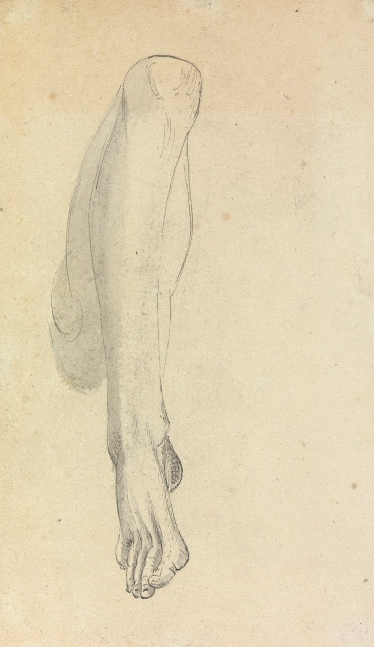 Anatomisk undersøgelse af et ben af Benjamin Robert Haydon