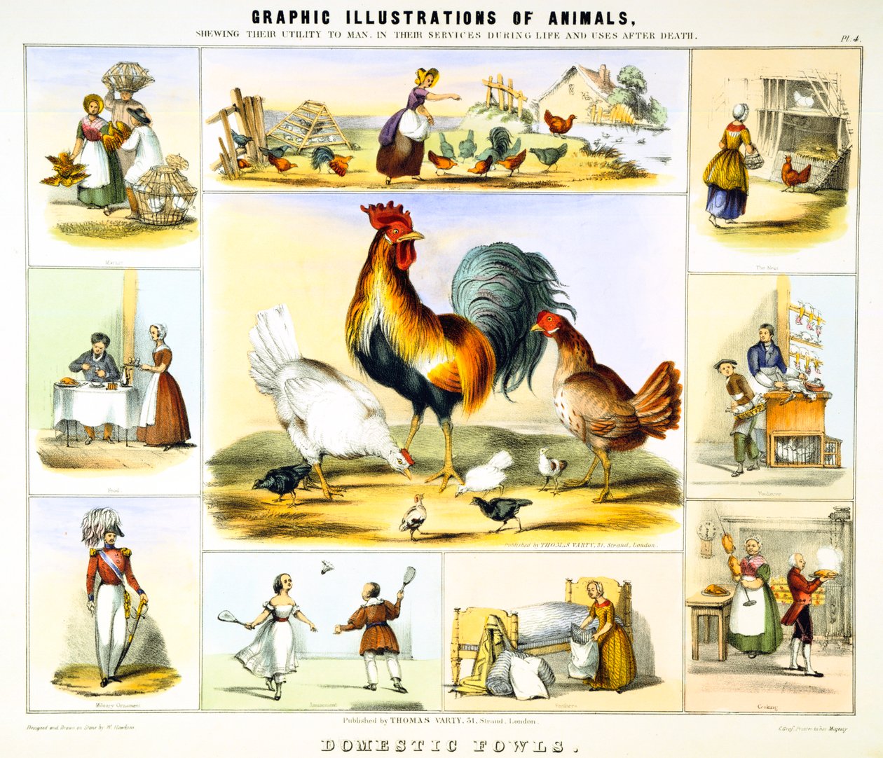 Tamhøns, c1850 af Benjamin Waterhouse Hawkins