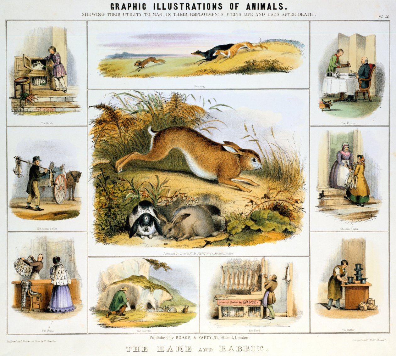 Haren og kaninen, c1850 af Benjamin Waterhouse Hawkins