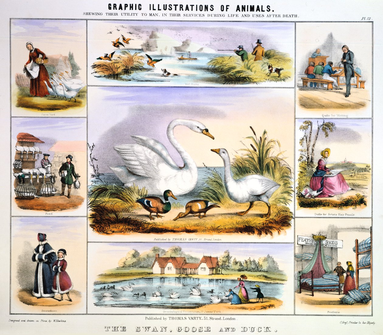 Svanen, Gåsen og Anden, c1850 af Benjamin Waterhouse Hawkins