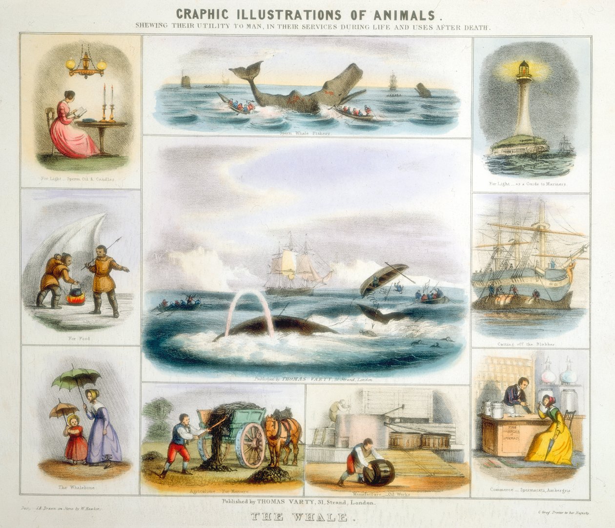 The Whale, c1850 af Benjamin Waterhouse Hawkins