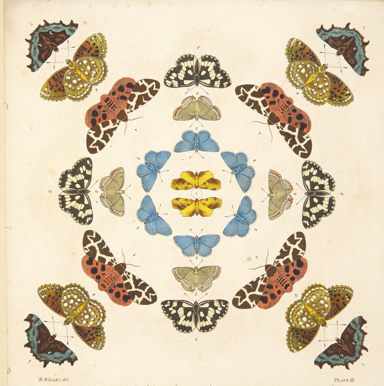 Detalje fra plade III, fra A Rare Depiction of Butterflies and Moths, pub. 1764 (håndkoloreret gravering) af Benjamin Wilkes