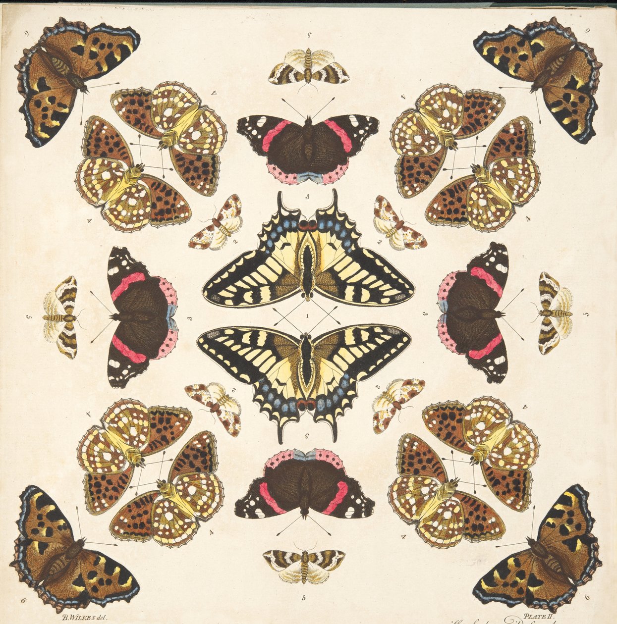 Detalje fra planche II fra A Rare Depiction of Butterflies and Moths, pub. 1764 (håndkoloreret gravering) af Benjamin Wilkes